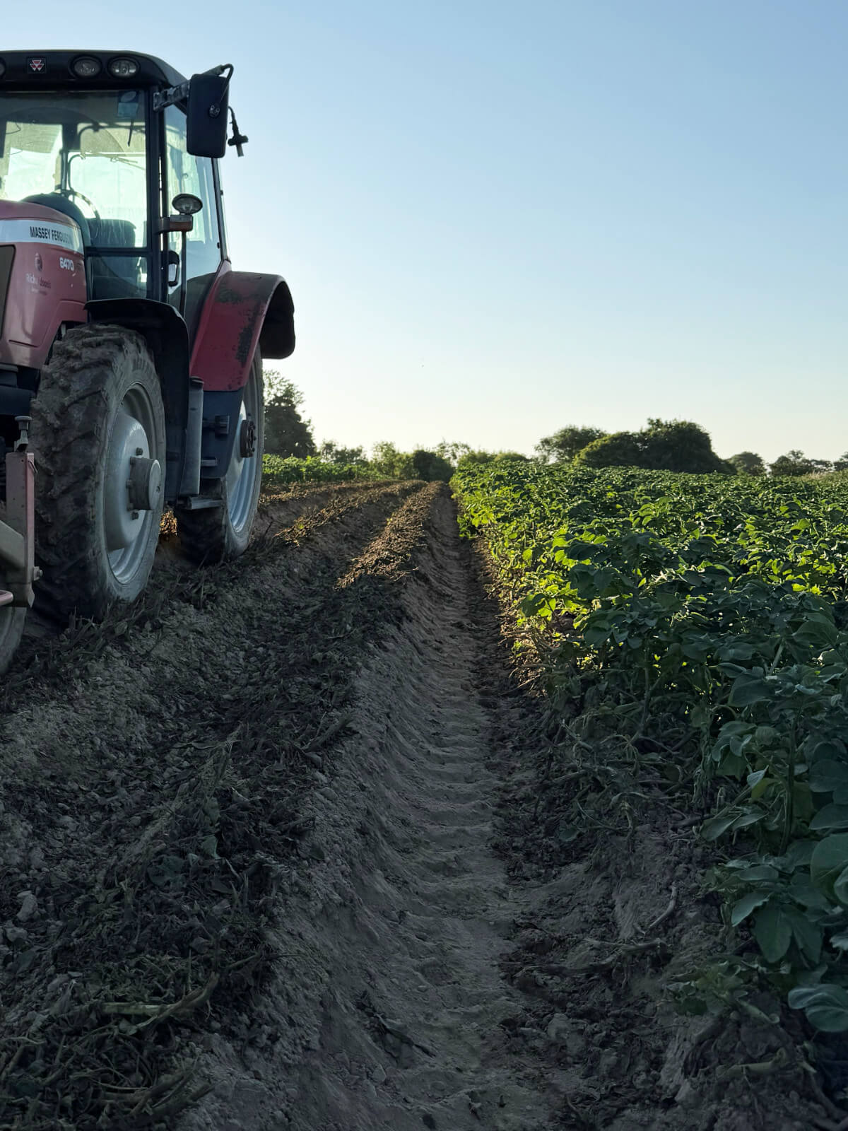 Potato fields in Jersey